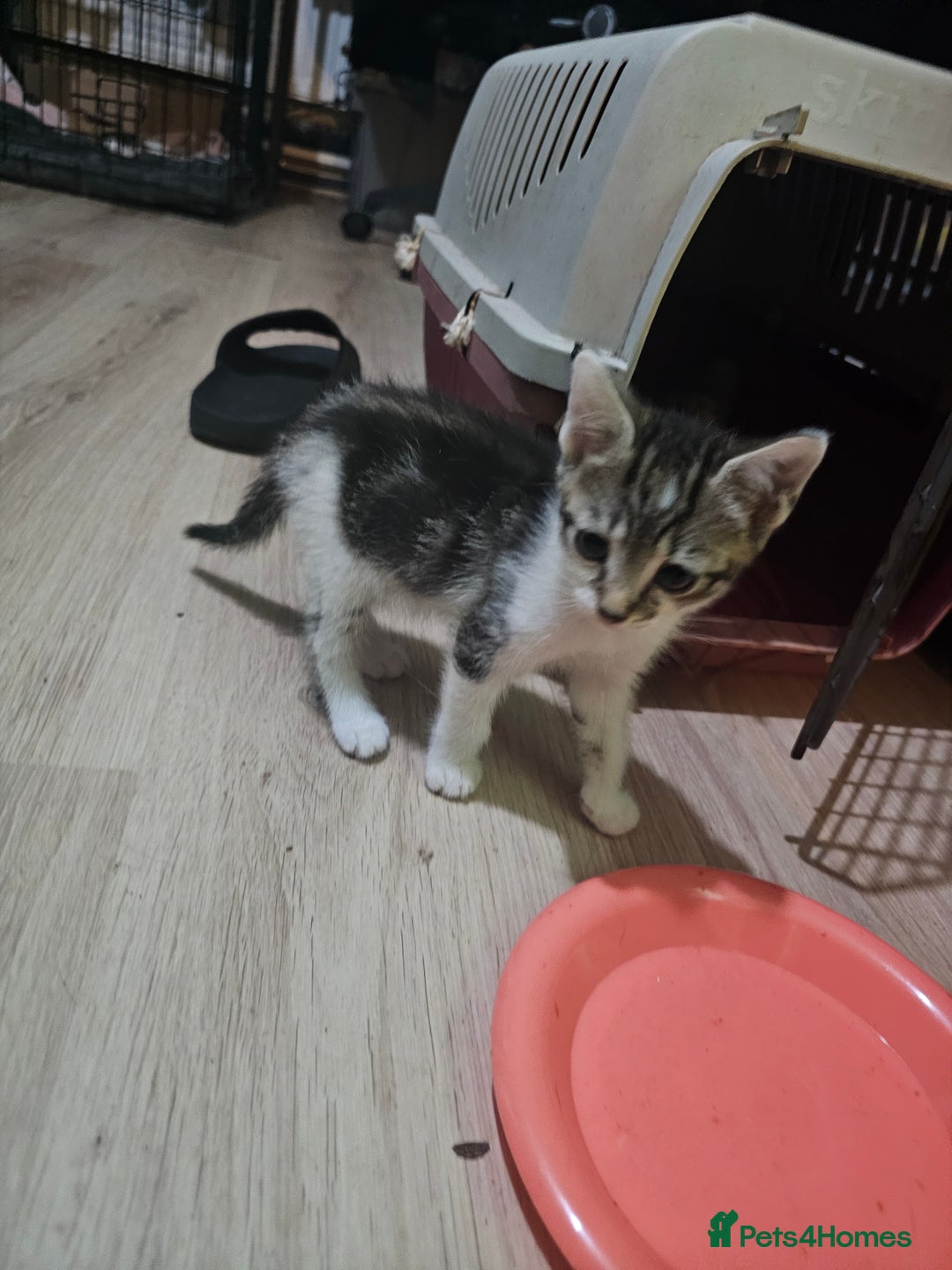 Mixed Breed cats for sale: Adorable kittens for sale - Advert 30