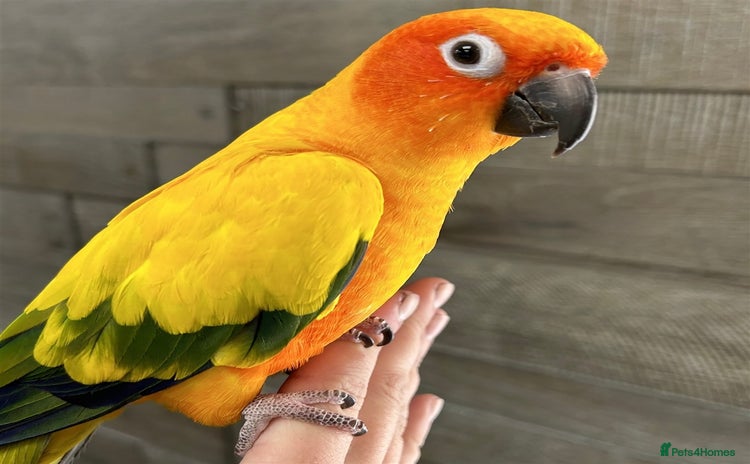 Conures birds - Advert 2