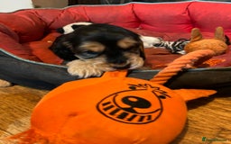 Cocker Spaniel dogs for sale: Three male cocker spaniel puppies for sale - Image 8