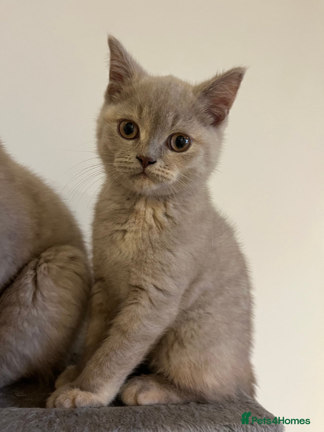 British Shorthair cats for sale: Pedigree British Shorthair Kittens Golden & Lilac - Advert 5