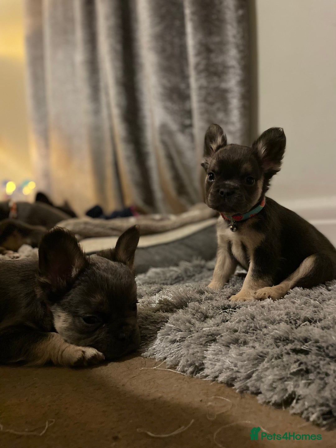 French Bulldog dogs for sale: Visual Fluffy Compact French Bulldogs 🩷🐶🐾 - Advert 21