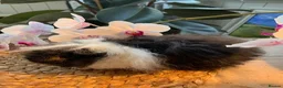 Guinea Pig rodents for sale: Beautiful Baby Texels HP18 - Advert 9