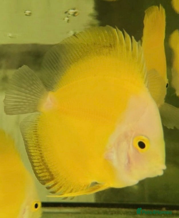 Other/Mixed Breed fish Yellow Marlboro Discus ~ 7-8cm  - Advert 1