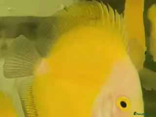 Other/Mixed Breed fish Yellow Marlboro Discus ~ 7-8cm - Advert 1