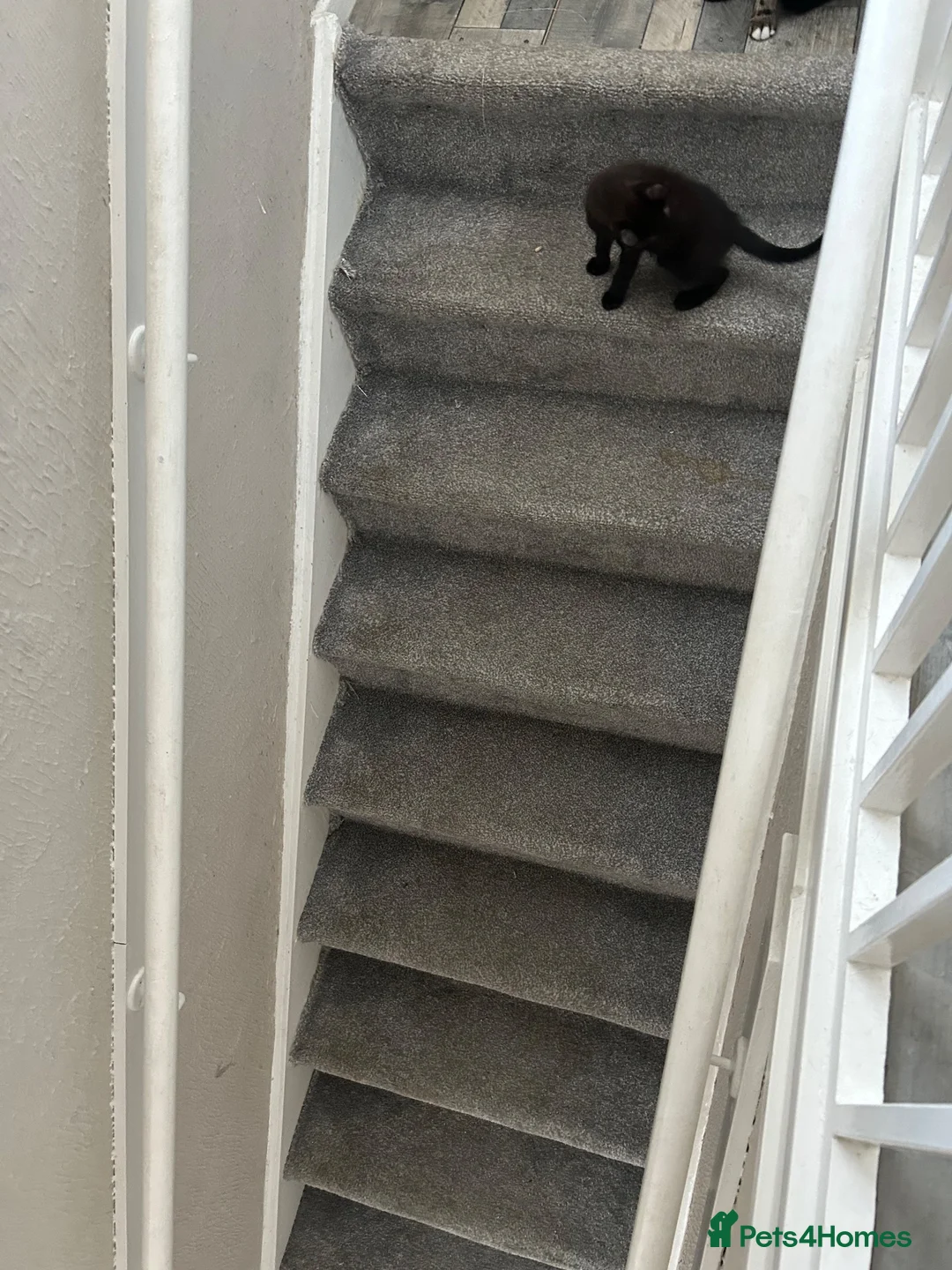 Mixed Breed cats for sale: Kitty 🐱  - Advert 5