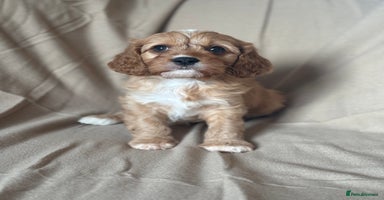Cavapoo dogs - Advert 8