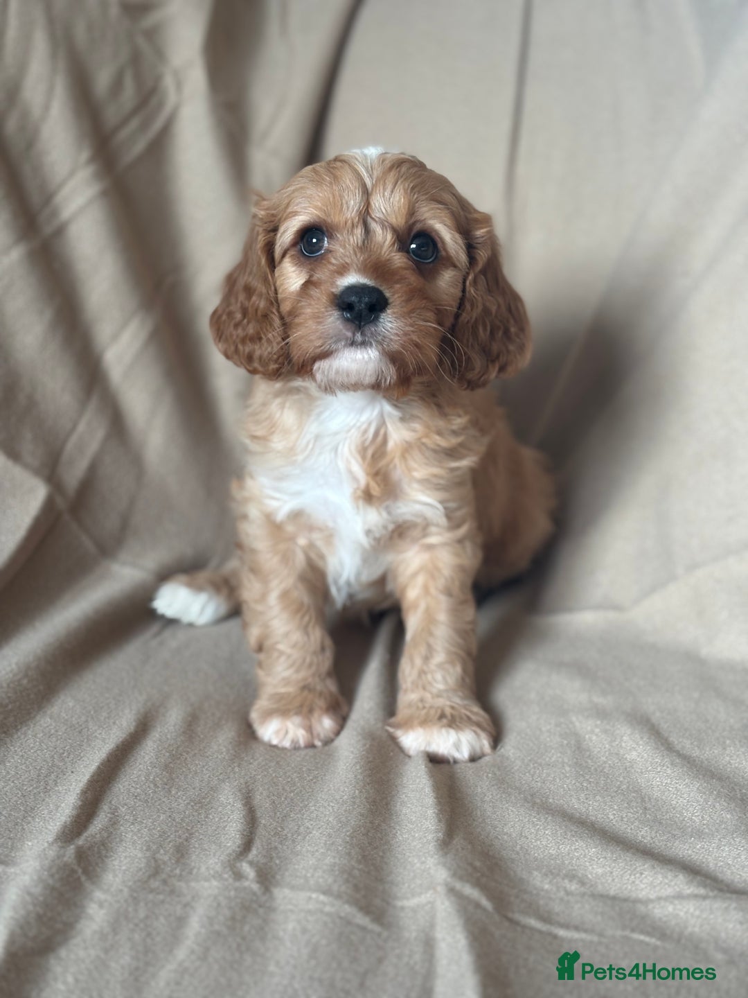 Cavapoo dogs for sale: F1 CAVAPOO PUPPIES - Image 2