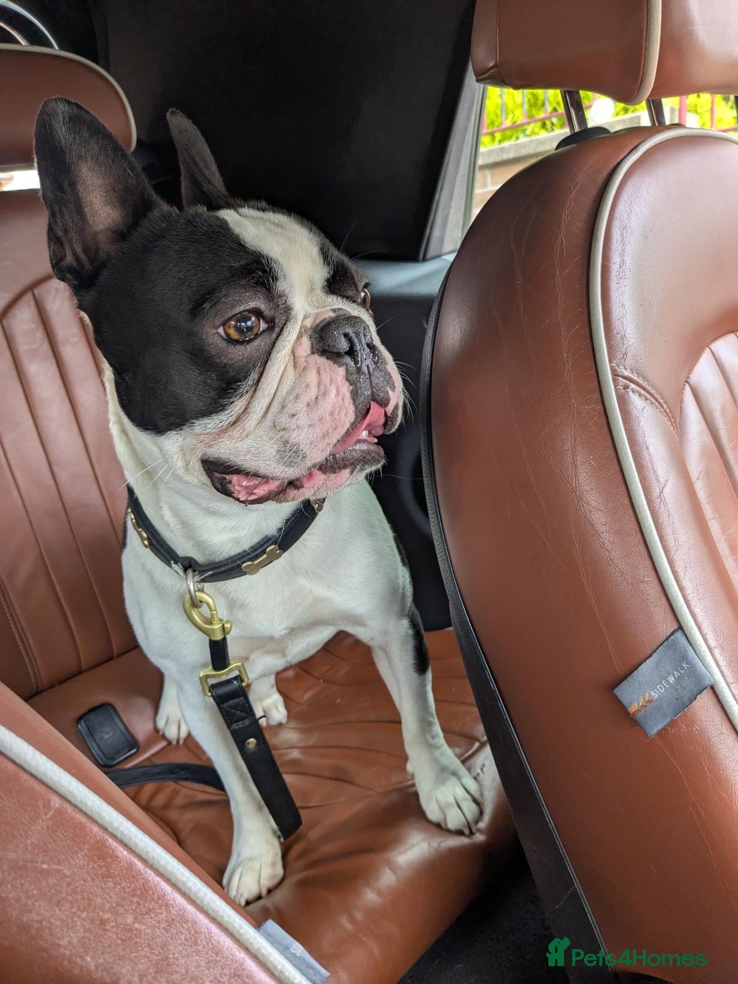 Boston Terrier dogs Boston terrier stud - Advert 3