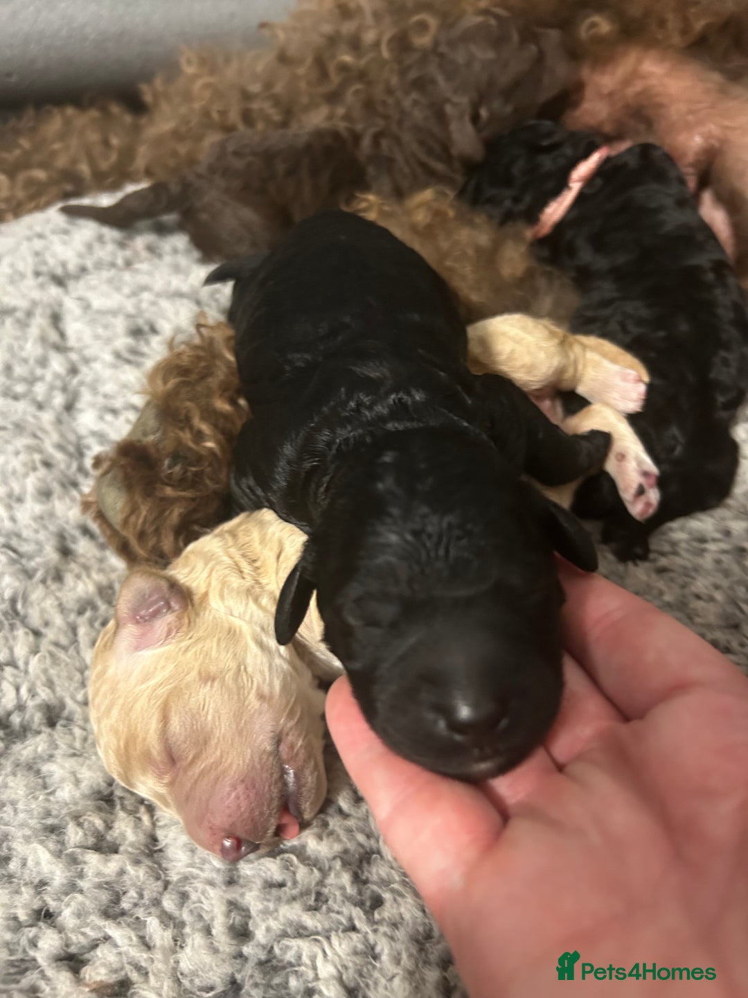 Bernedoodle dogs for sale: Bernedoodle x Labradoodle  - Image 21