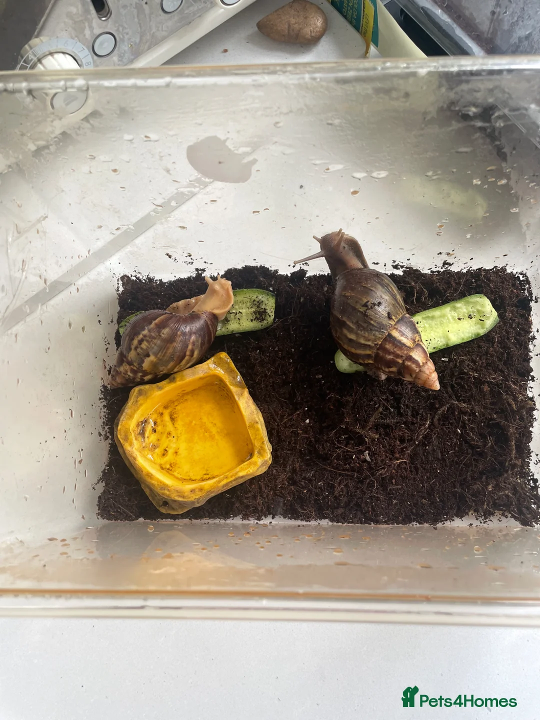 Snails invertebrates for sale: Giant African Land Snails x 2 - Advert 2