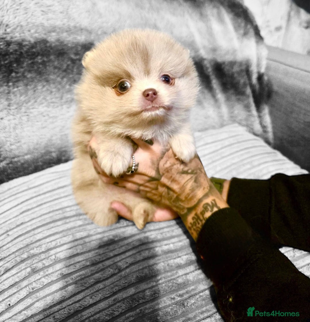 Pomeranian dogs for sale: Rare miniature Teddy face pomeranian puppies  - Image 3