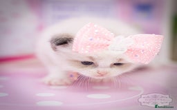 Ragdoll cats for sale: Ragdoll Bicolor Kitten Girl LPBD TICA SHOW - Image 5
