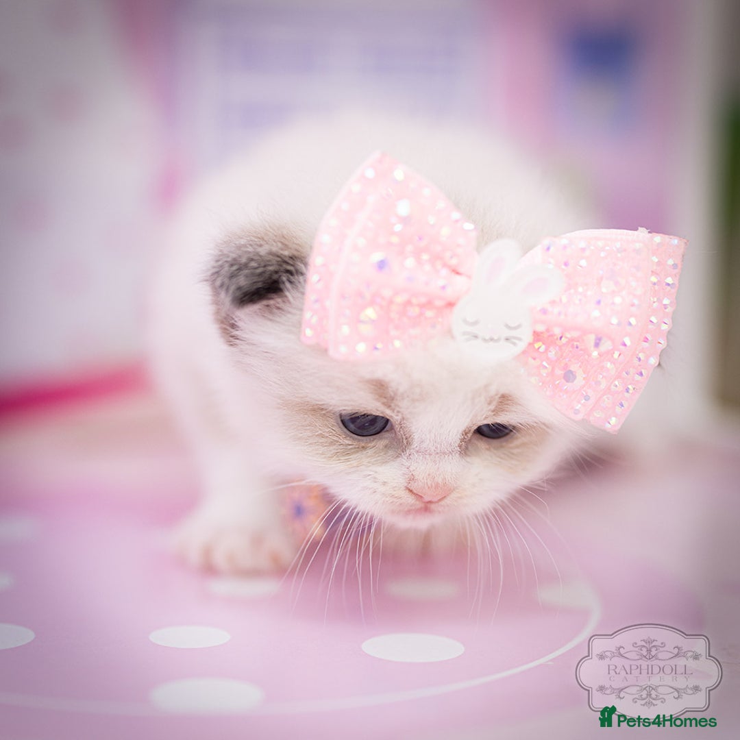 Ragdoll cats for sale: Ragdoll Bicolor Kitten Girl LPBD TICA SHOW - Image 5