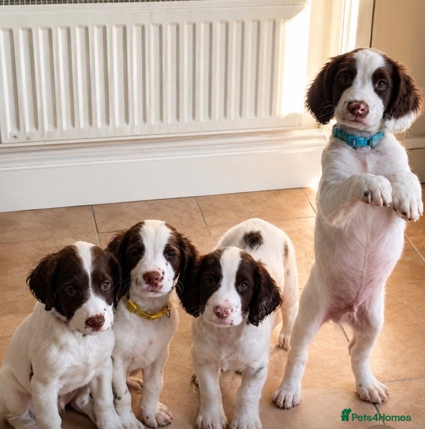 English Springer Spaniel dogs Kc registered springer spaniels working lines  - Advert 3