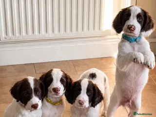 English Springer Spaniel dogs Kc registered springer spaniels working lines - Advert 1