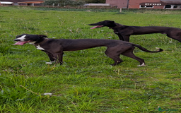 Lurcher dogs for sale: Bitch Lurcher pup  - Image 4