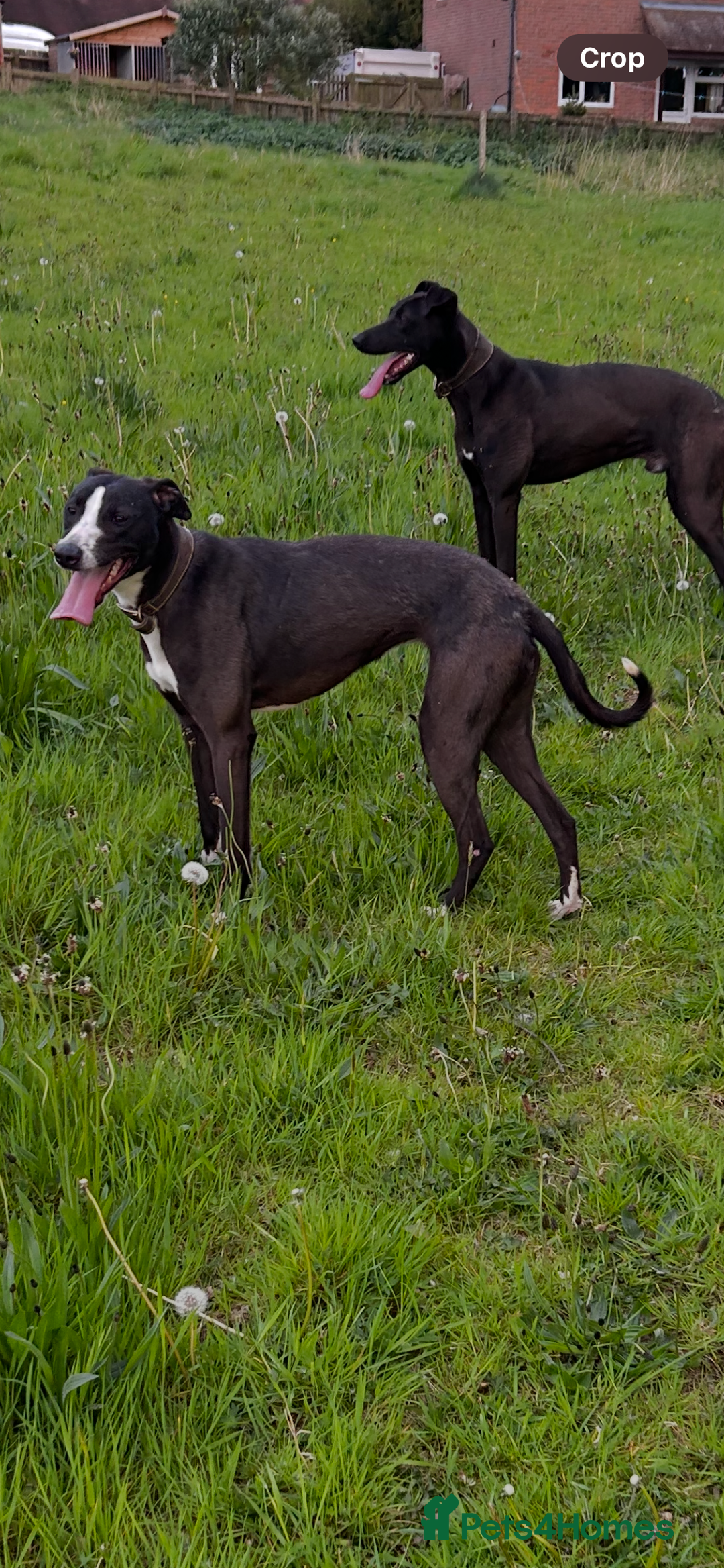 Lurcher dogs for sale: Bitch Lurcher pup  - Image 4