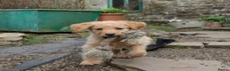 Labradoodle dogs for sale: Beautiful Third-Generation Labradoodle Puppie - Advert 39