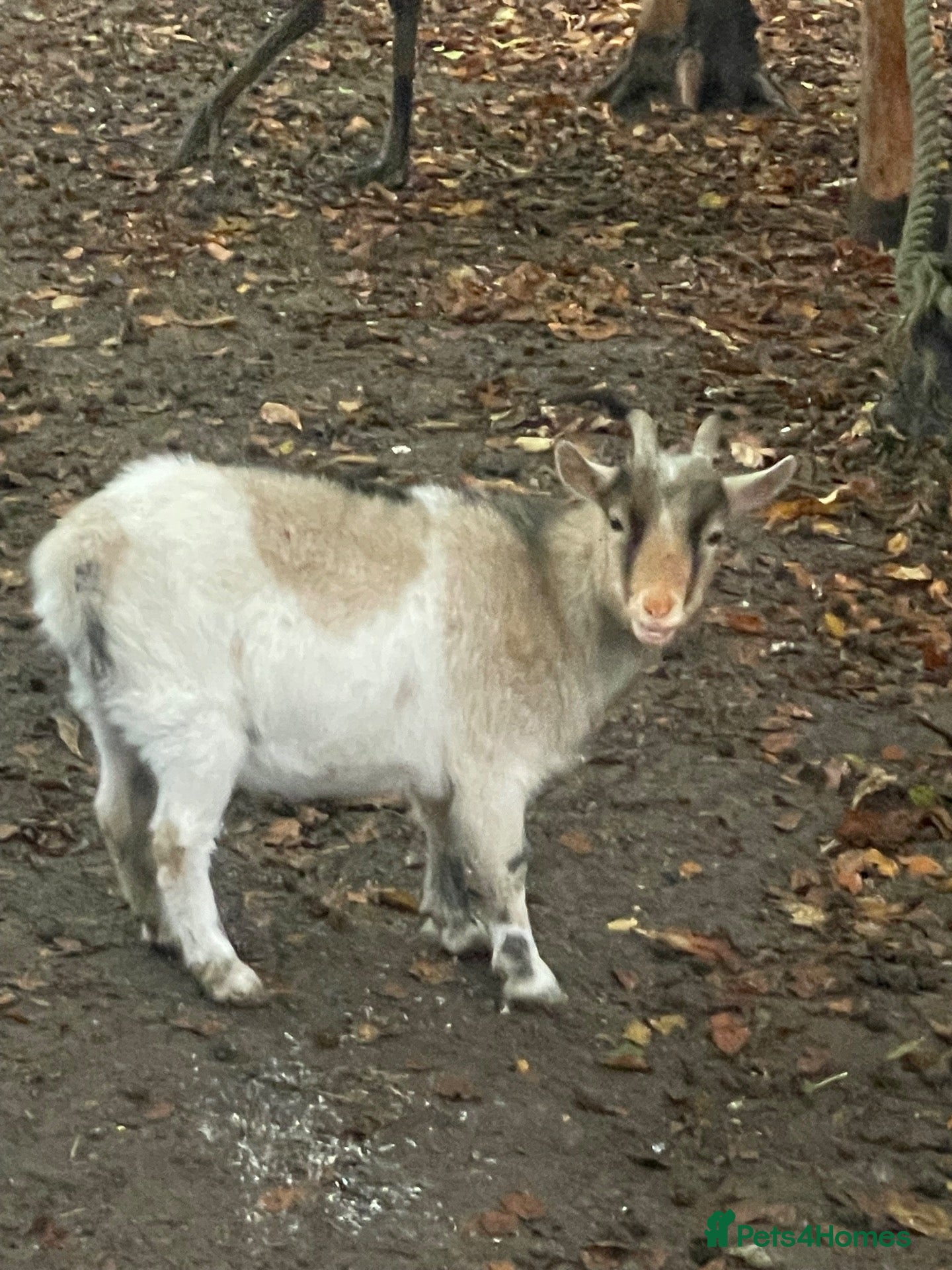 Goats livestock for sale: Pygmy Goats  - Advert 1
