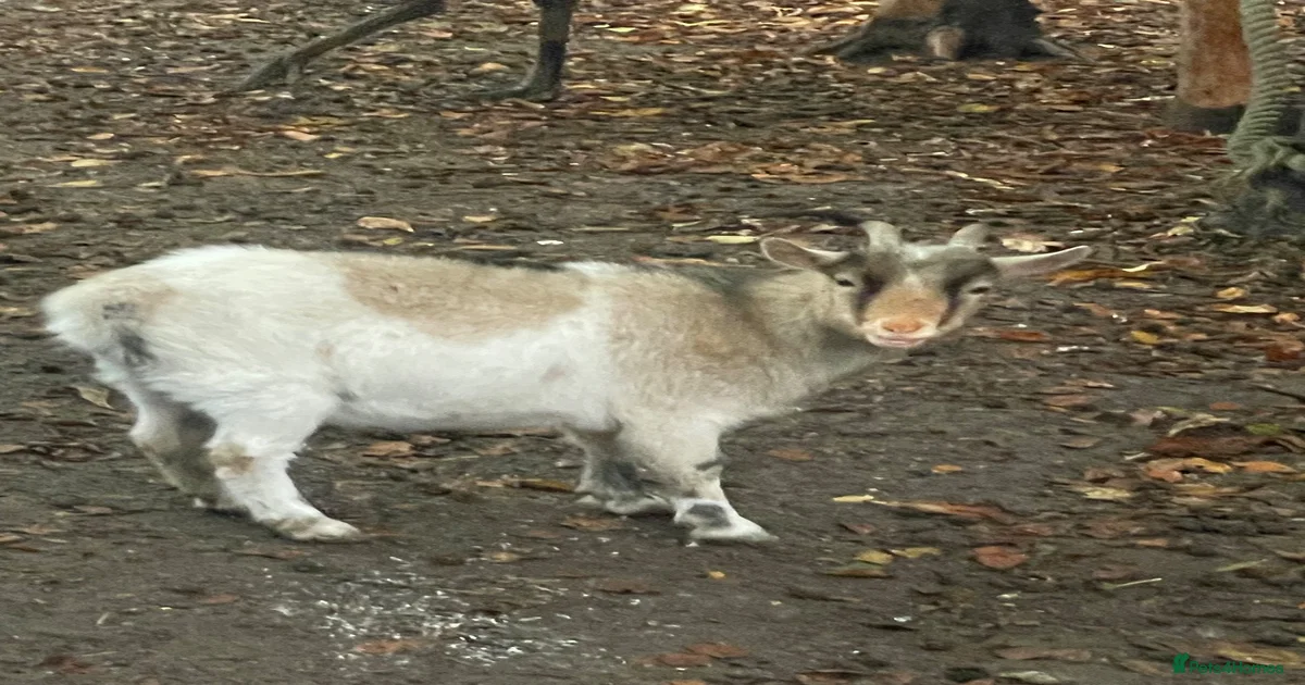 Pygmy Goats for sale in Guildford | Pets4Homes