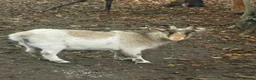 Goats livestock for sale: Pygmy Goats  - Advert 1
