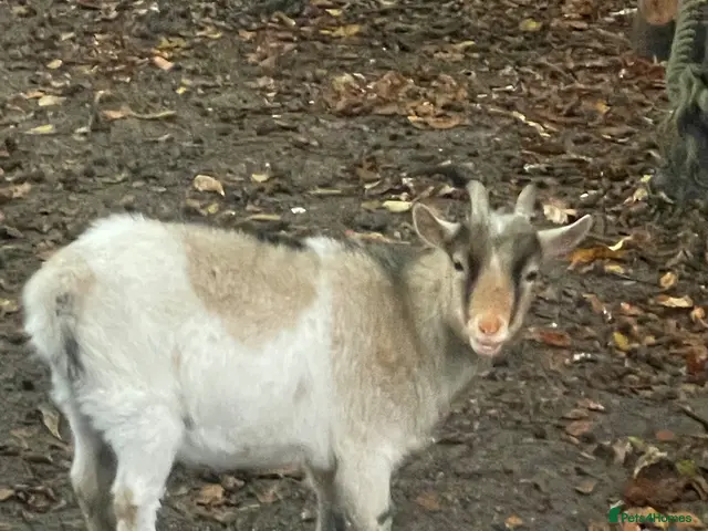Goats livestock for sale: Pygmy Goats - Advert 1