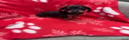 Miniature Dachshund dogs for sale: ****6 beautiful boys 💙💙*** - Advert 31
