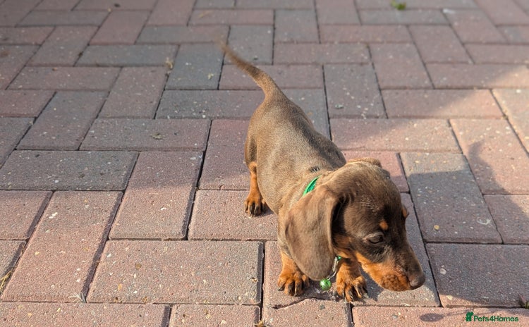 Dachshund dogs - Advert 15