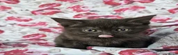 British Shorthair cats for sale: British shorthair crossed kitties  - Advert 6