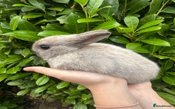 Netherland Dwarf rabbits for sale: Purebred Netherland Dwarf female - Image 4