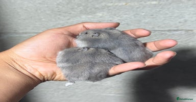 Hamster rodents - Advert 3