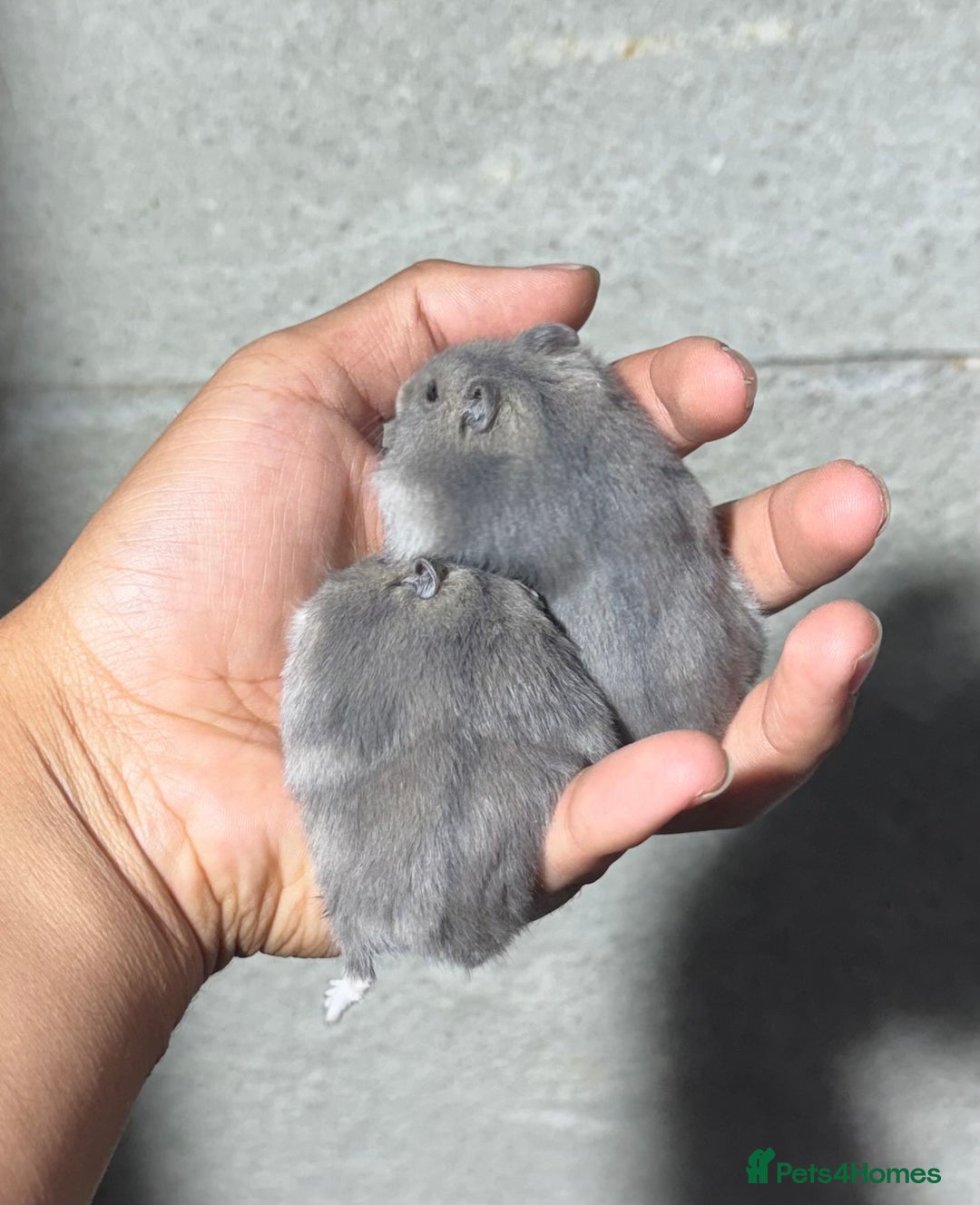 Hamster rodents for sale: STUNNING, TAME, PEDIGREE BABY WINTER WHITE HAMSTER - Image 2