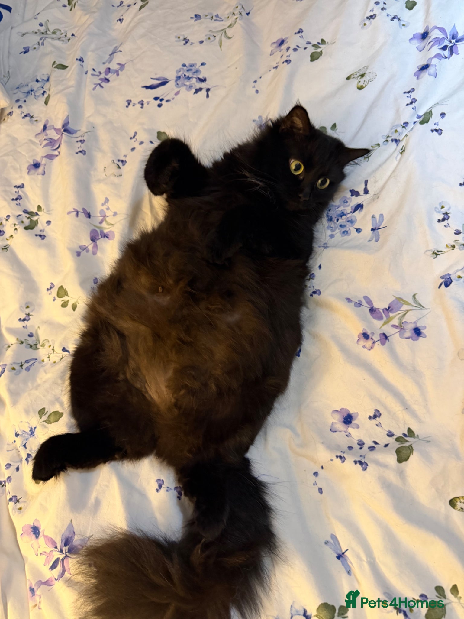Mixed Breed cats Kittens for good homes - Advert 2