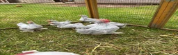Chickens poultry for sale: Lavender Pekin chicks - Advert 2