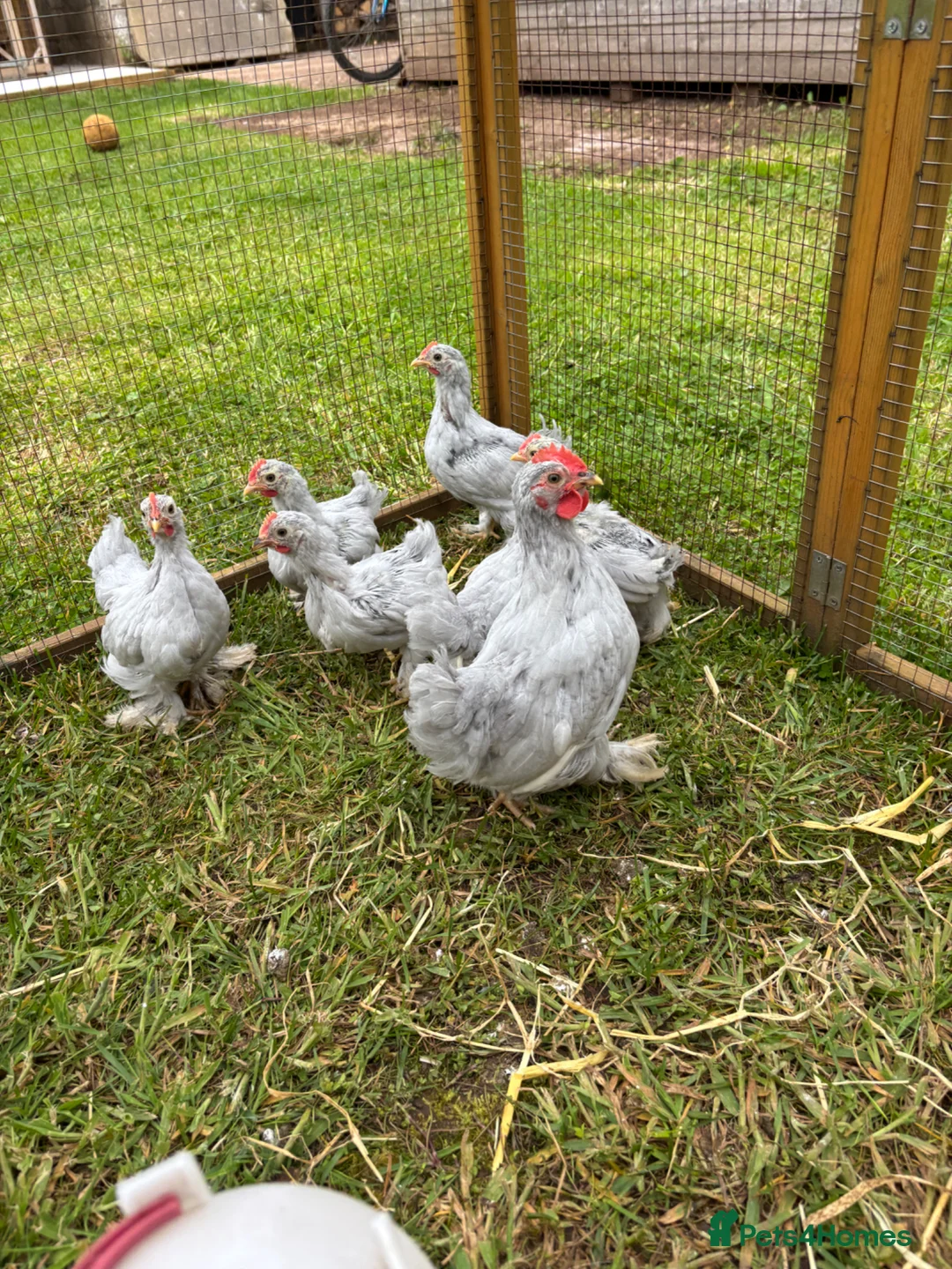 Chickens poultry for sale: Lavender Pekin chicks - Advert 2