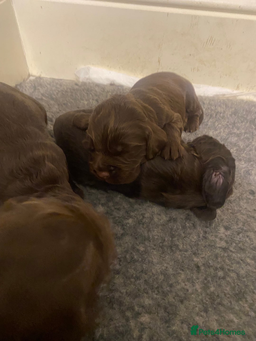 Cocker Spaniel dogs for sale: 7 STUNNING CHOCOLATE WORKING COCKERS ⭐️⭐️⭐️⭐️⭐️ - Advert 3