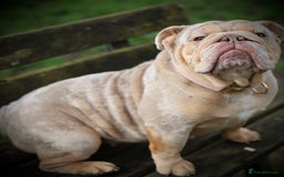 English Bulldog dogs for sale: English Bulldog Looking for a Forever Home  - Image 2