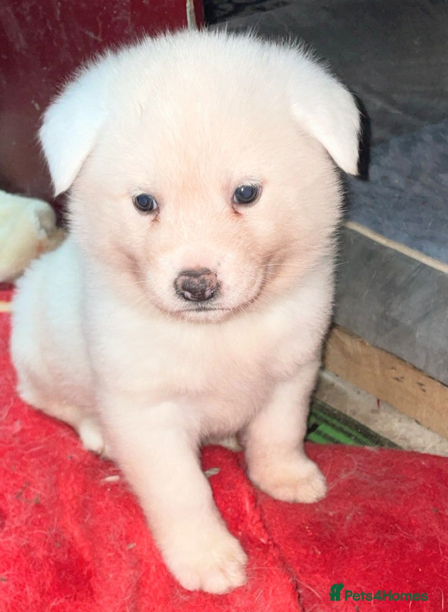 Japanese Akita Inu dogs Japanese Akita Puppies  - Advert 6