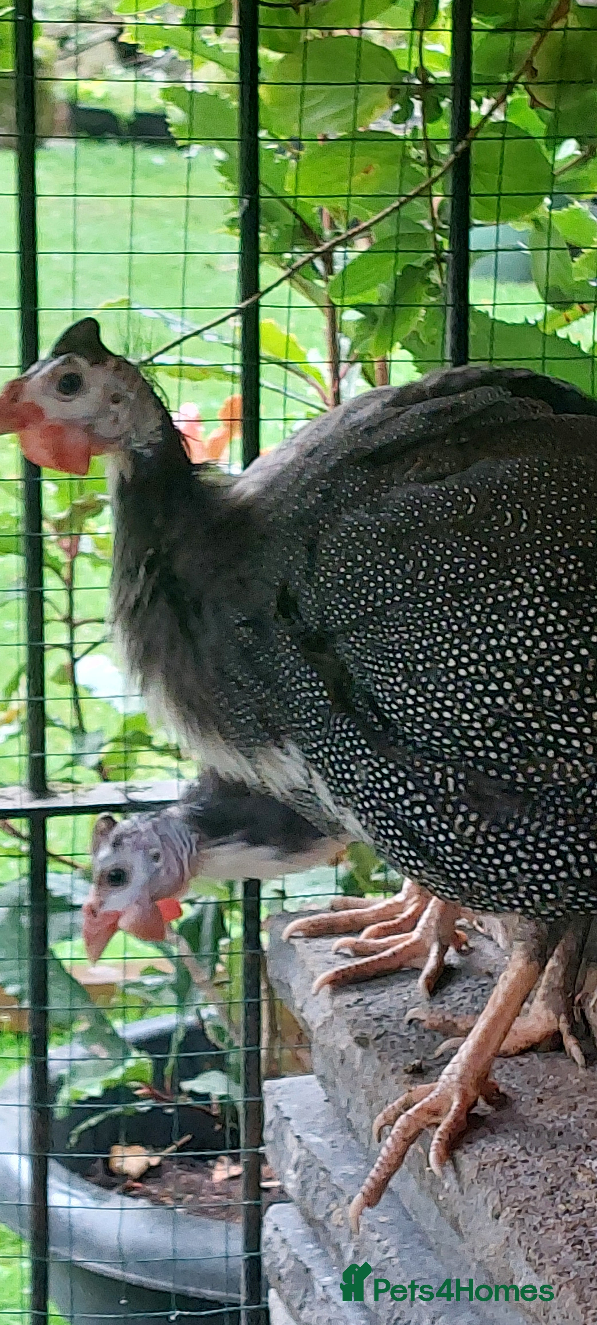 Guinea Fowl poultry for sale: Guinea fowl - Advert 7