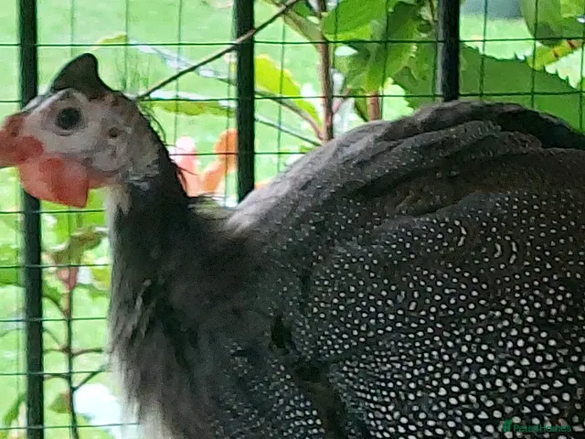 Guinea Fowl poultry for sale: Guinea fowl - Advert 1