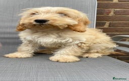 Cockapoo dogs for sale: Quality cockapoo pups  - Image 20