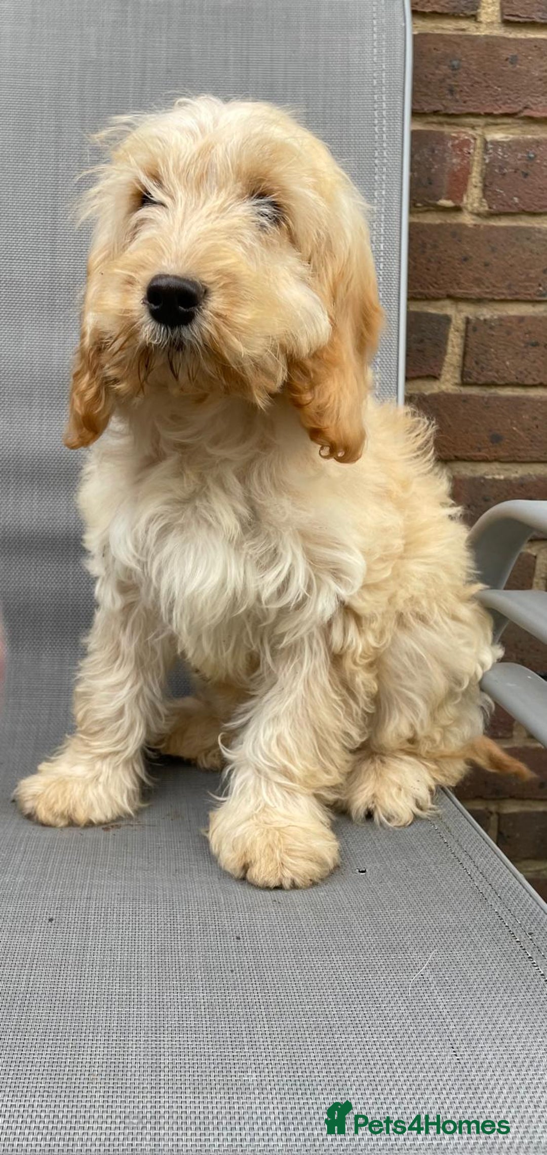 Cockapoo dogs for sale: Quality cockapoo pups  - Image 20