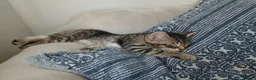 Mixed Breed cats for sale: Cuddly Tabby almost ready to leave - Advert 11