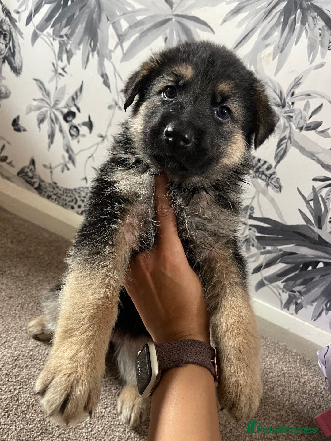 German Shepherd dogs for sale: German shepherd puppies  - Image 29