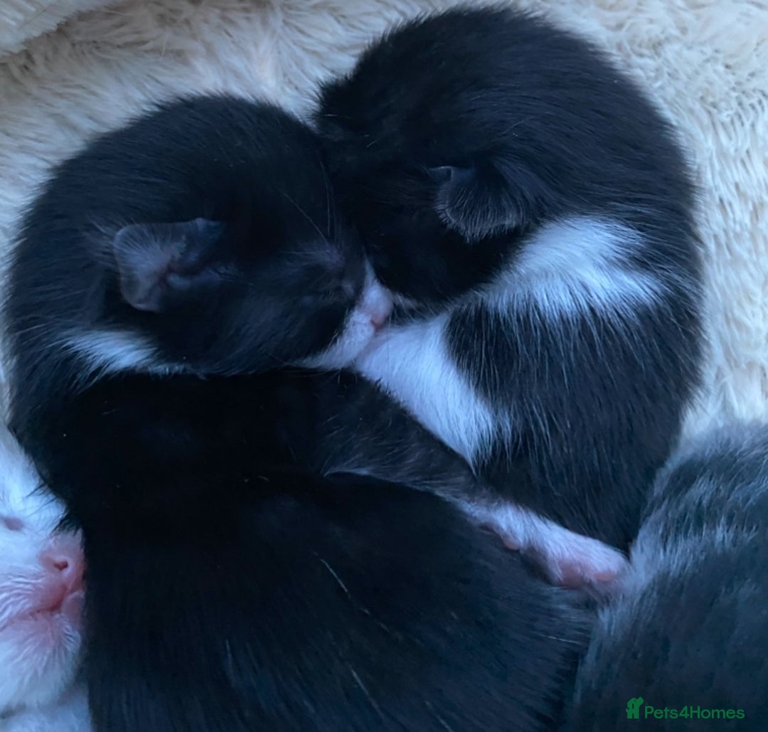Ragdoll cats for sale: Ragdoll X Kittens for Loving Forever Homes - Image 10