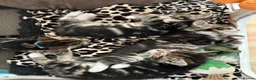Mixed Breed cats for sale: Beautiful tabby kittens for sale - Advert 16