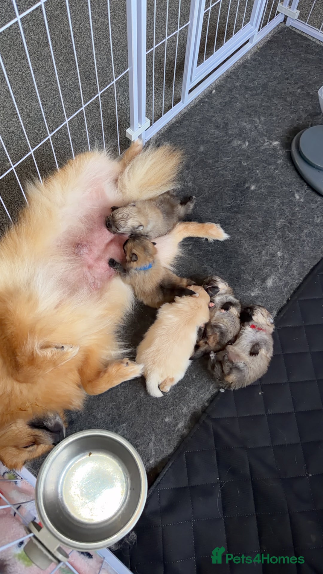 Pomeranian dogs for sale: Kc Pomeranians  - Advert 12