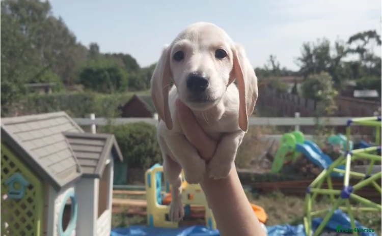 Miniature Dachshund dogs - Advert 13