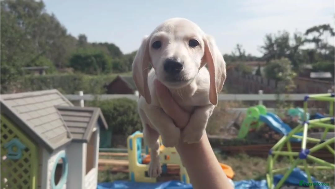 Miniature Dachshund dogs for sale: Miniature Cream Dachshund Puppies KC Reg   - Image 2