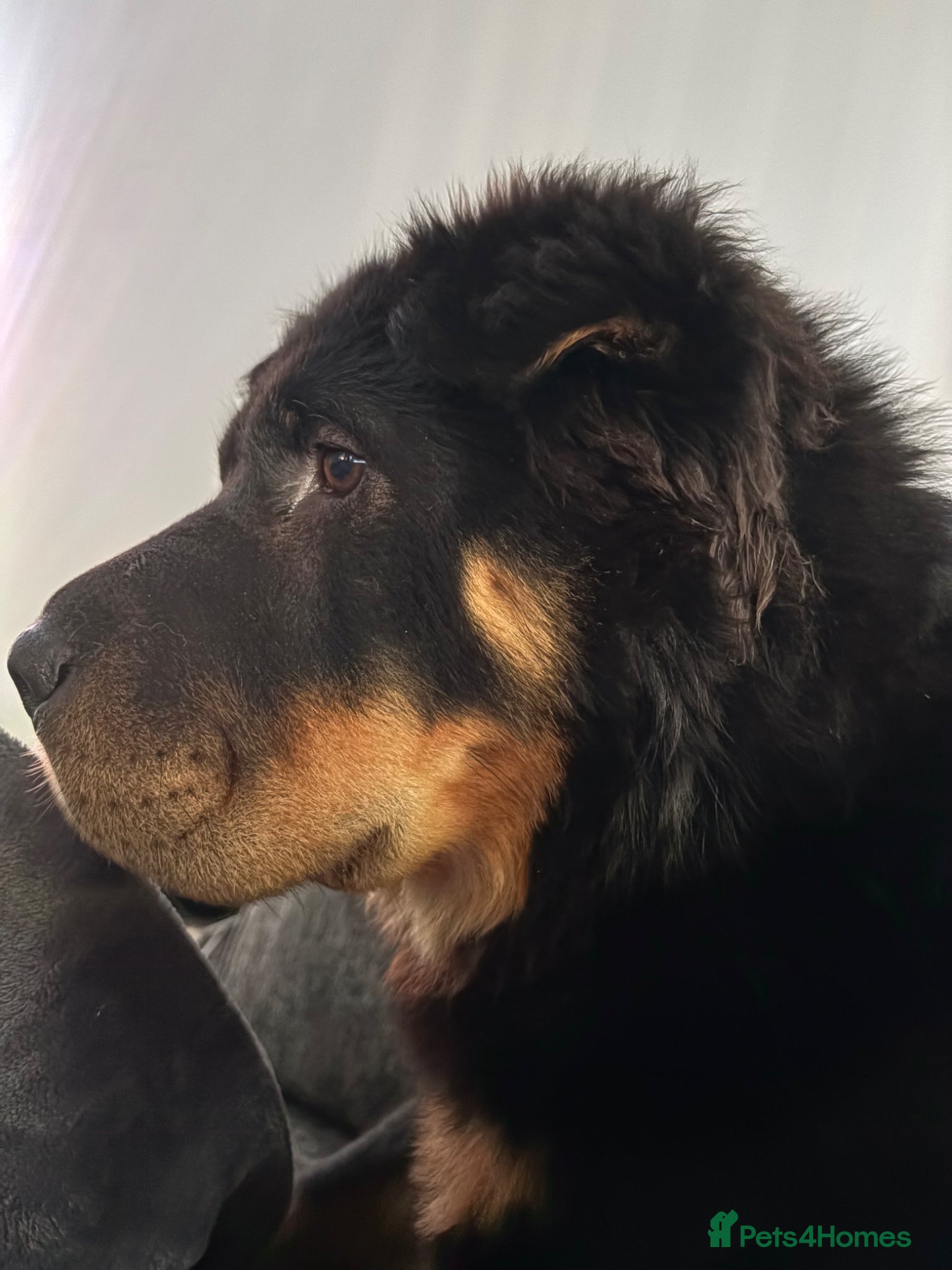 Shar Pei dogs for stud: Bear coat shar pei in Rainham - Advert 6